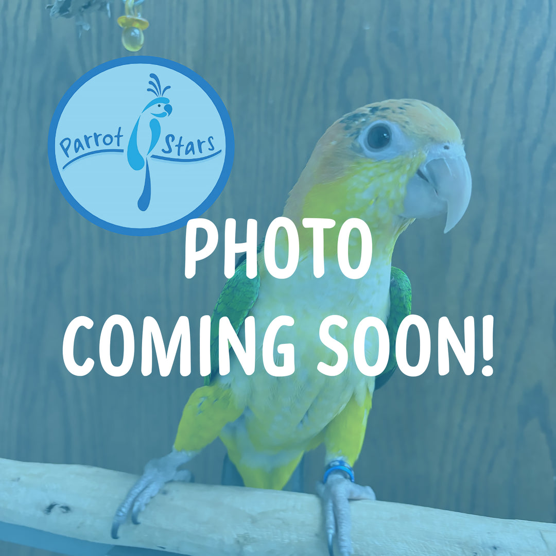 White-Bellied Caique - Female #PS8429
