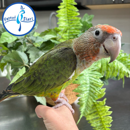 Cape Parrot - Female #PS10055