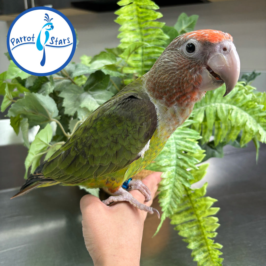 Cape Parrot - Female #PS10055