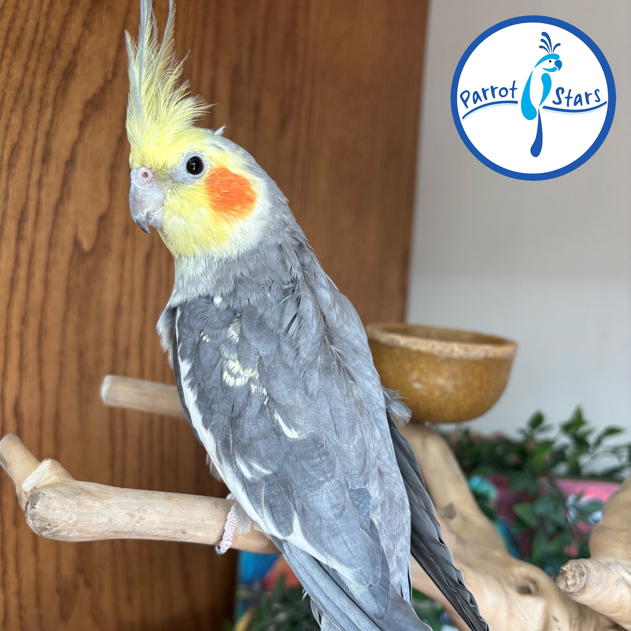 ms.cockatiel Baby Cockatiel For Sale – Parrot Stars