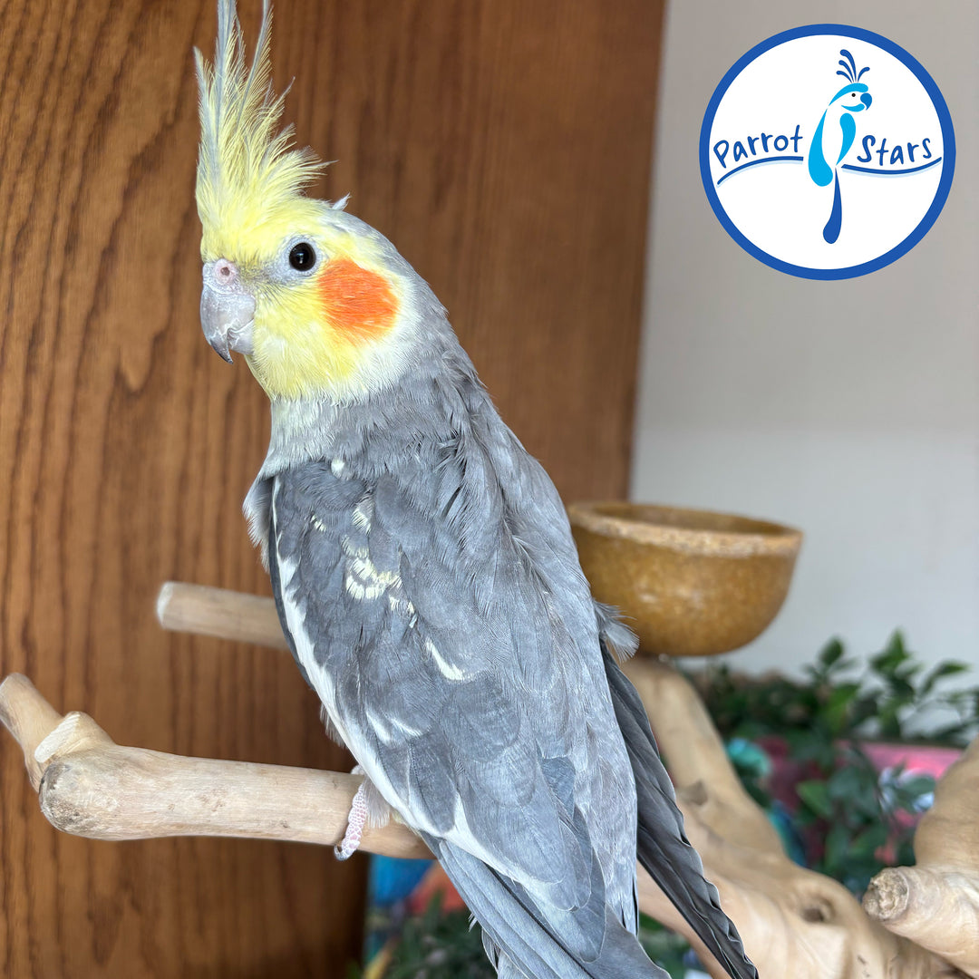 Cockatiel - Grey Pearl - Male #PS-TIEL05-25