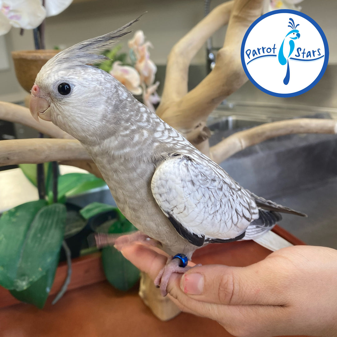 Cockatiel - White Face Grey Pearl - Female #PS4503