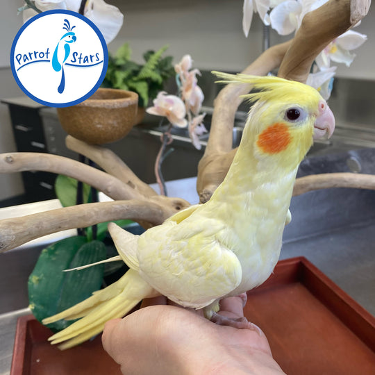 Cockatiel - Lutino Pearl - Female #PS4508