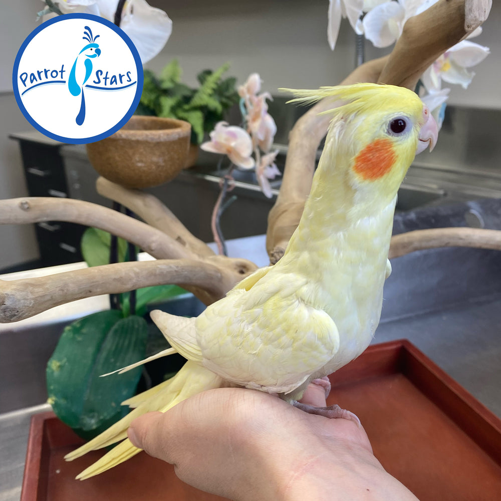 Cockatiel - Lutino Pearl - Female #PS4508