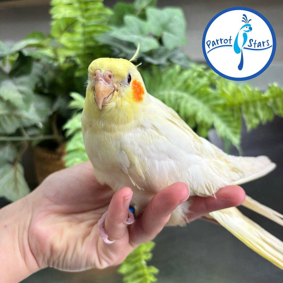 Cockatiel - Lutino - Female #PS4567