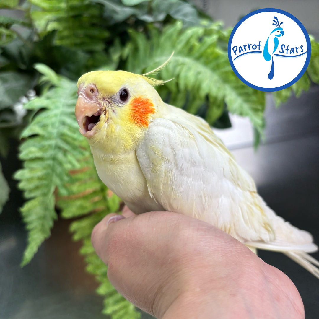 Cockatiel - Lutino - Female #PS4567