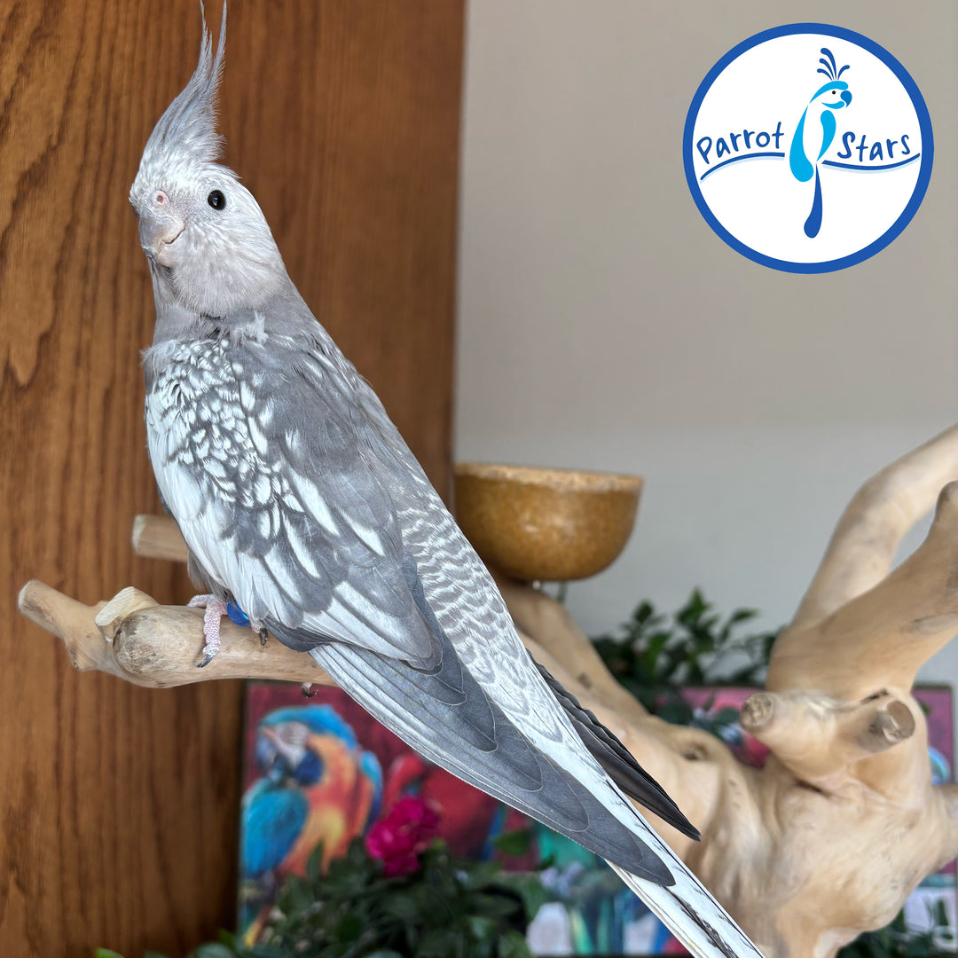 Cockatiel - White Face Grey Pearl - Female #PS5019-ATLAS