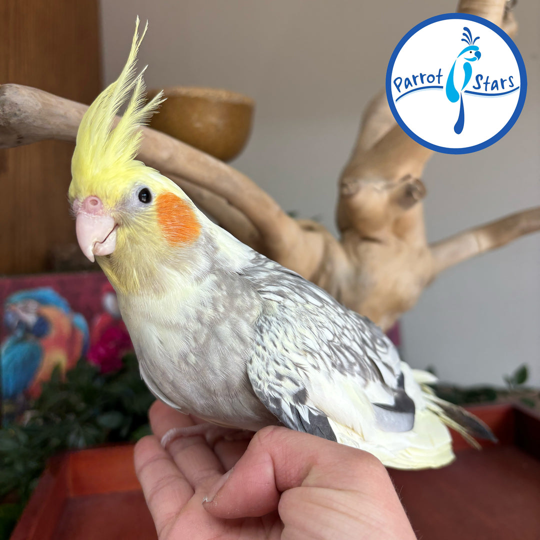Cockatiel - Grey Pearl - Female #PS5376