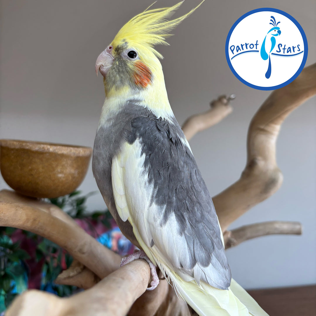 Cockatiel perched on a branch with 'Parrot Stars' logo in the corner