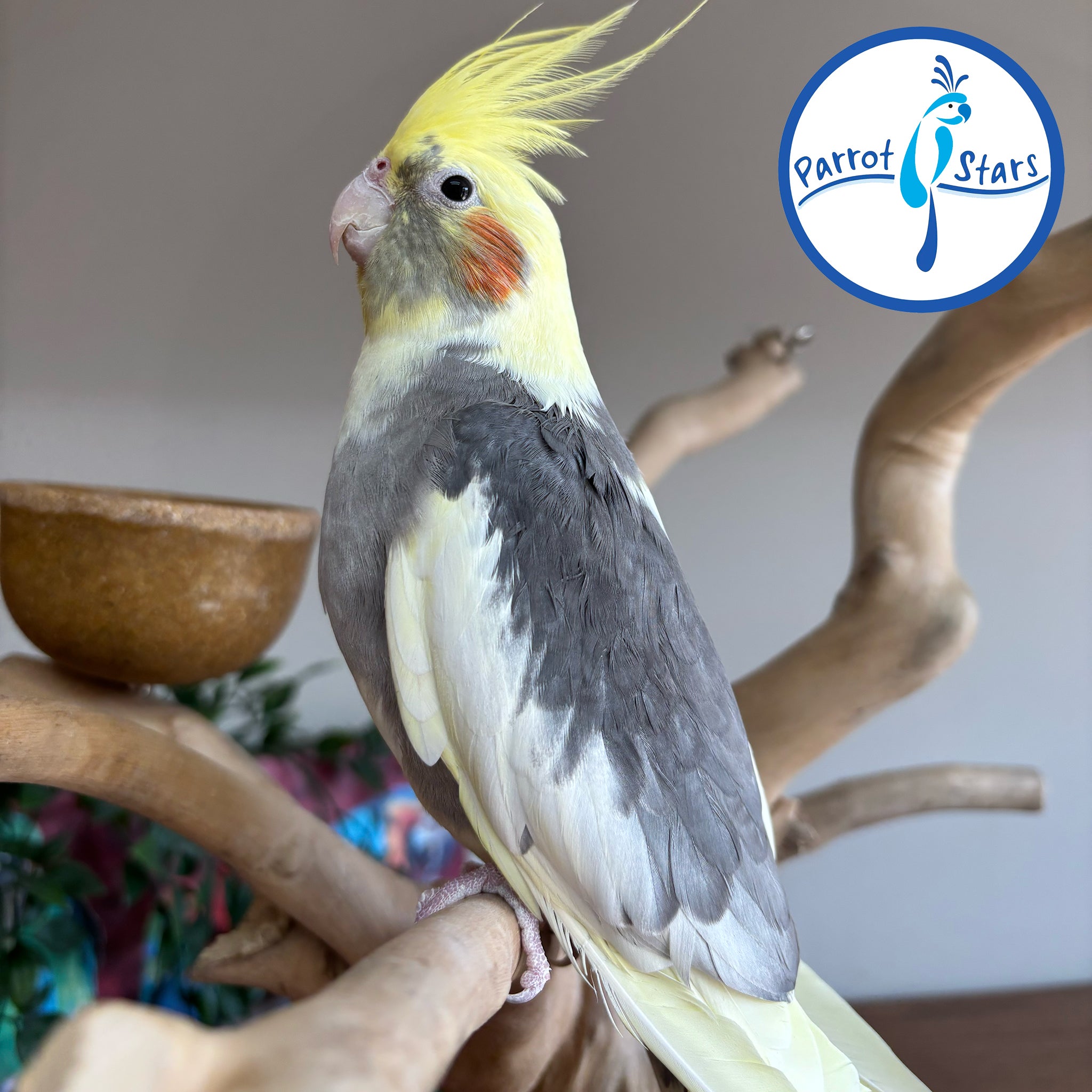 Cockatiel perched on a branch with 'Parrot Stars' logo in the corner