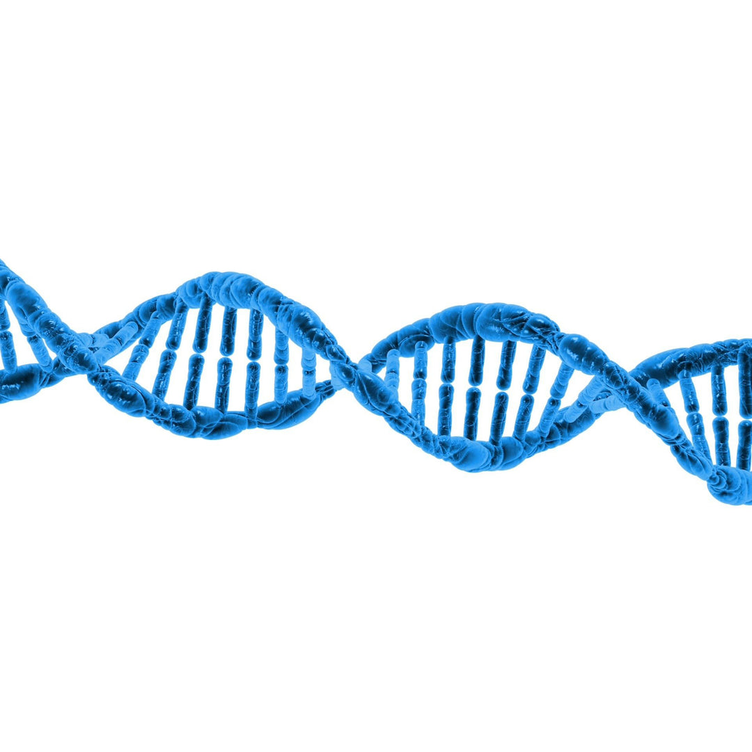 Parrot DNA Testing