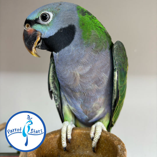 Derbyan Parakeet - Male #PS7775