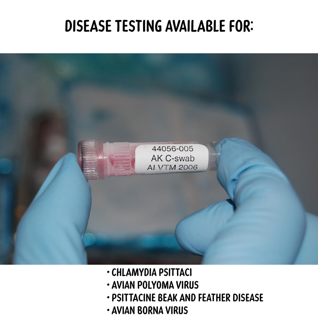 Parrot Disease Testing
