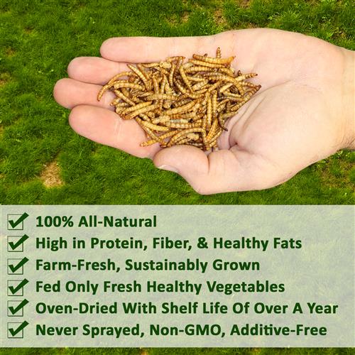 Exotic Nutrition Dried Mealworms Treat - 1.41oz