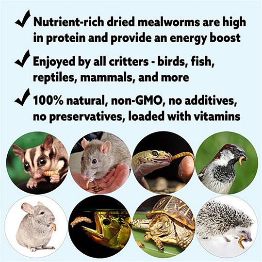 Exotic Nutrition Dried Mealworms Treat - 1.41oz