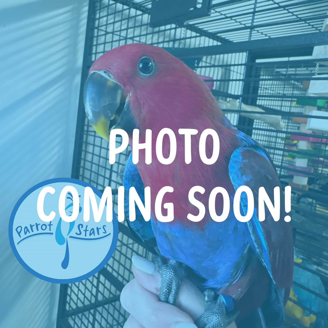 Solomon Island Eclectus - Female #PS11044
