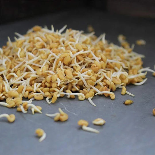 Handy Pantry Sprouting Seeds Fenugreek Organic - 4oz