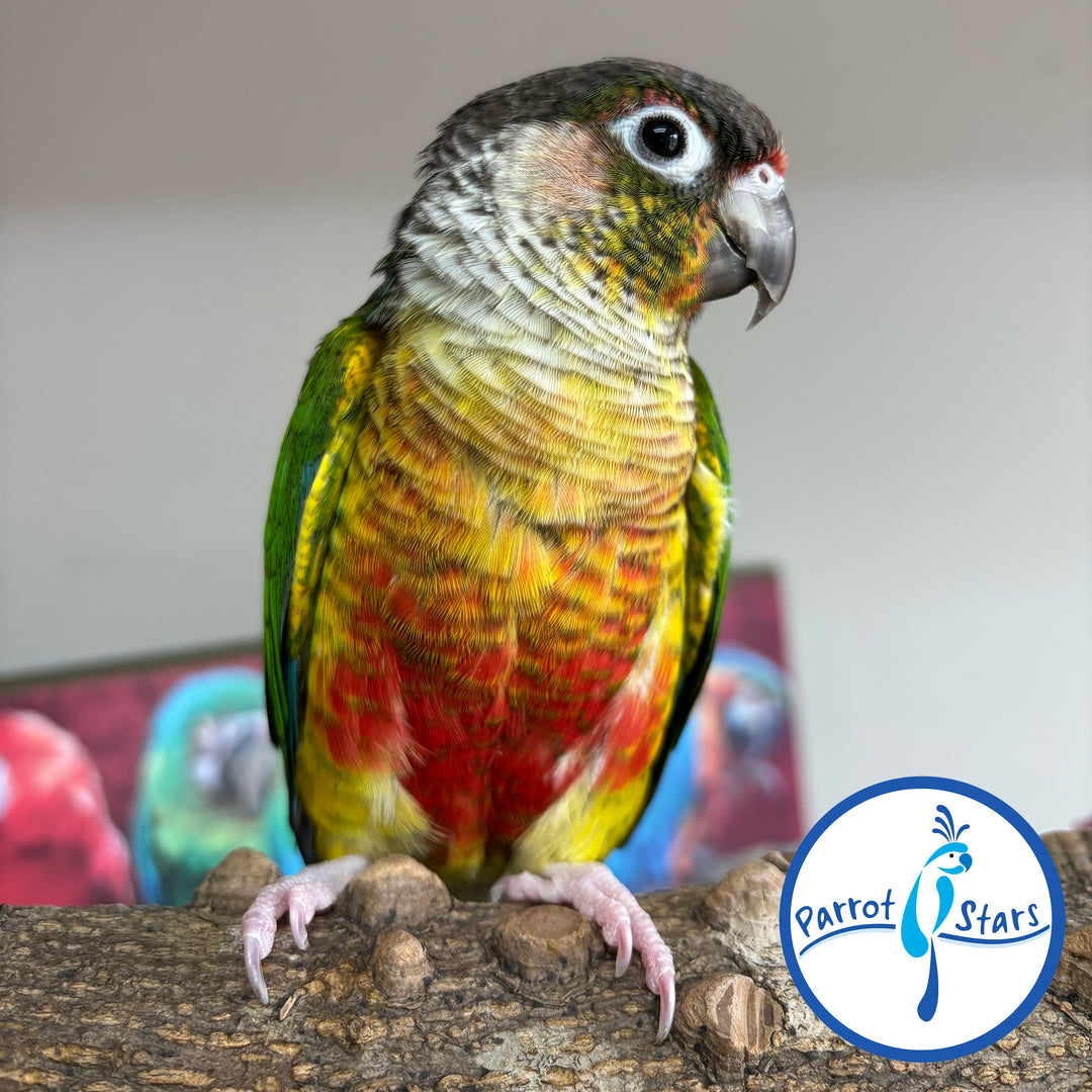 Green-Cheeked Conure - Yellow-Sided - Female #PS-GCC-Buddy
