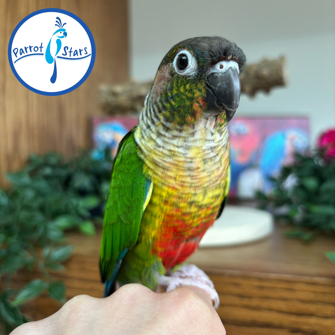 Green-Cheeked Conure - Yellow-Sided - Female #PS-GCC-Charlie