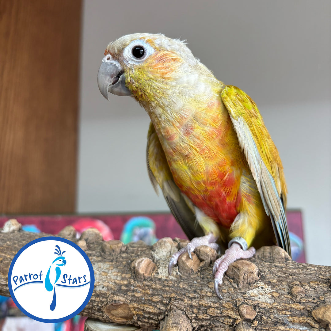 Green-Cheeked Conure - Dilute - Female #PS1663