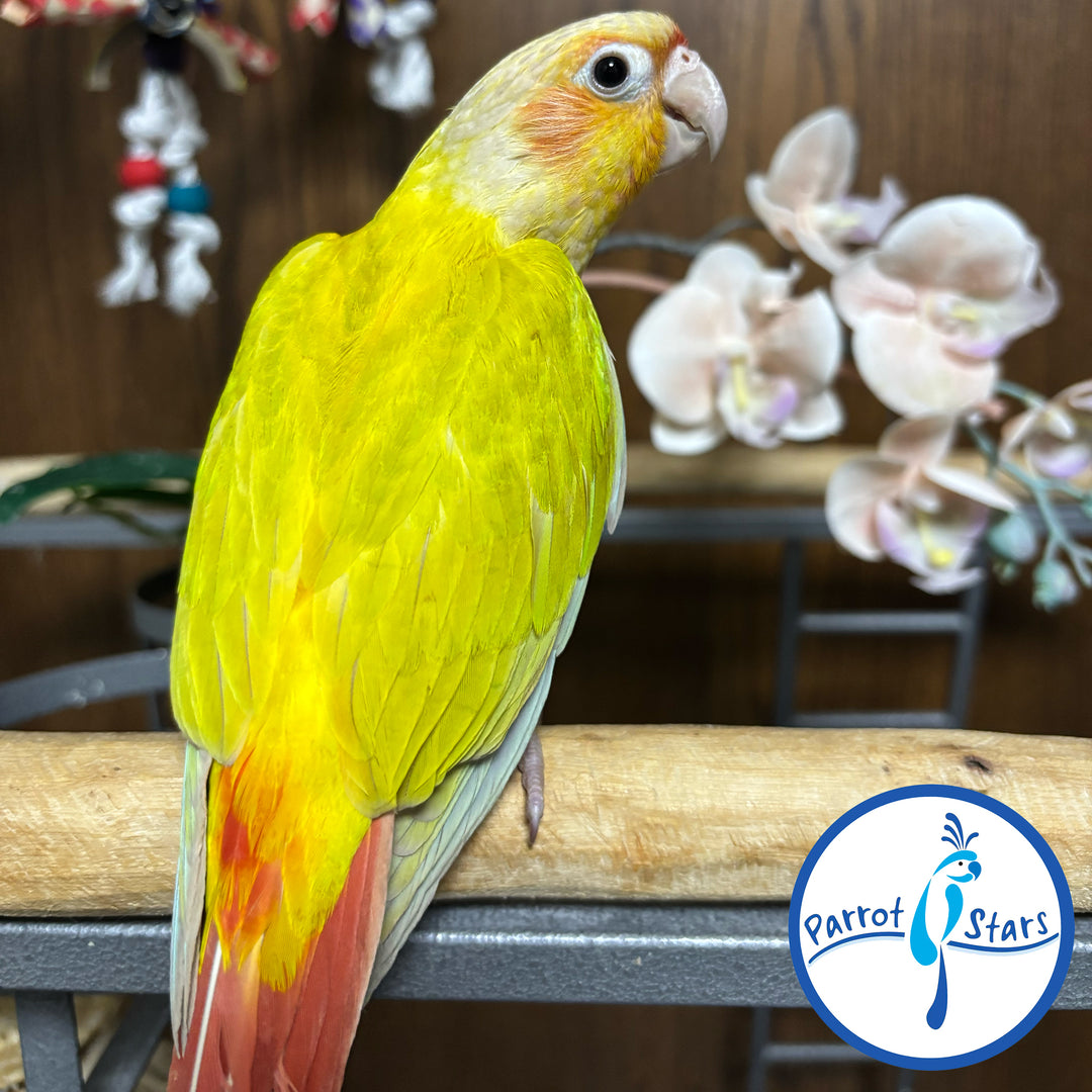 Green-Cheeked Conure - Suncheek - Female #PS4524