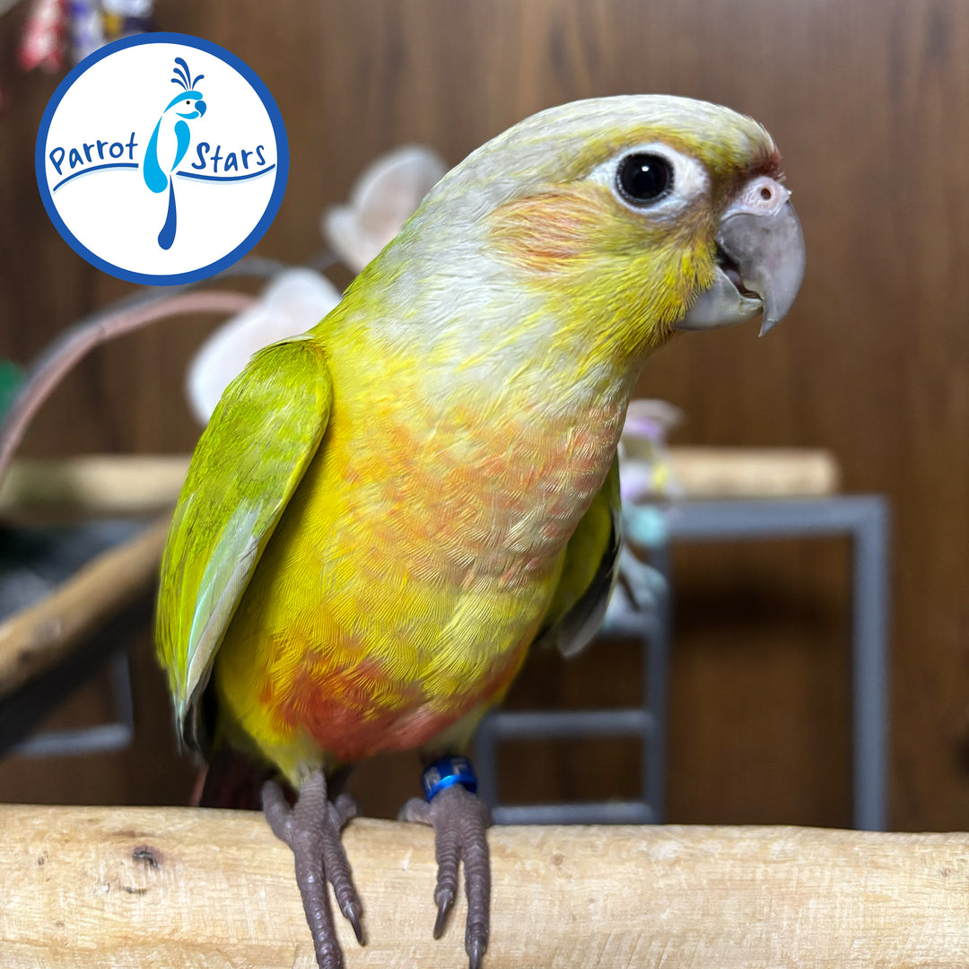 Green-Cheeked Conure - Dilute - Male #PS4532