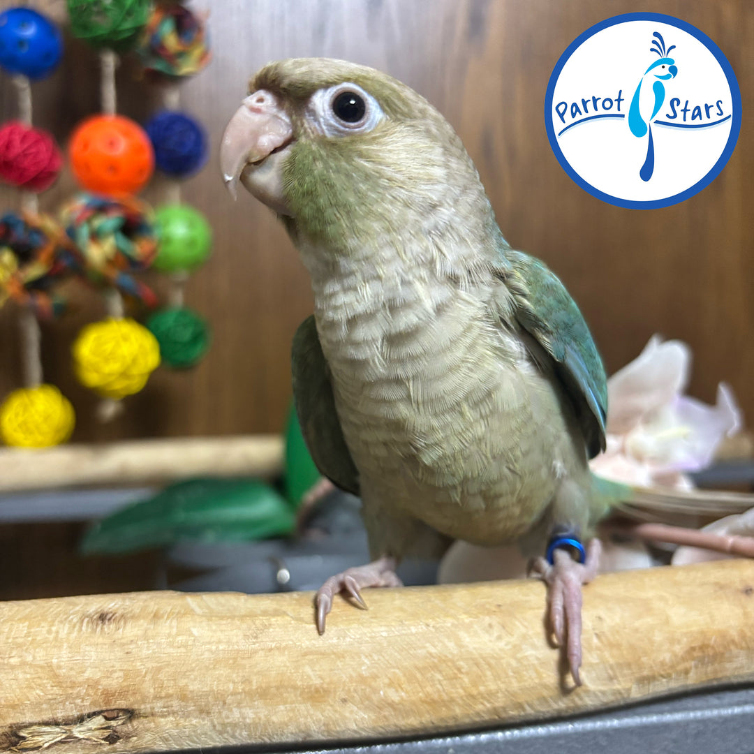 Green-Cheeked Conure - Turquoise Cinnamon - Female #PS4553