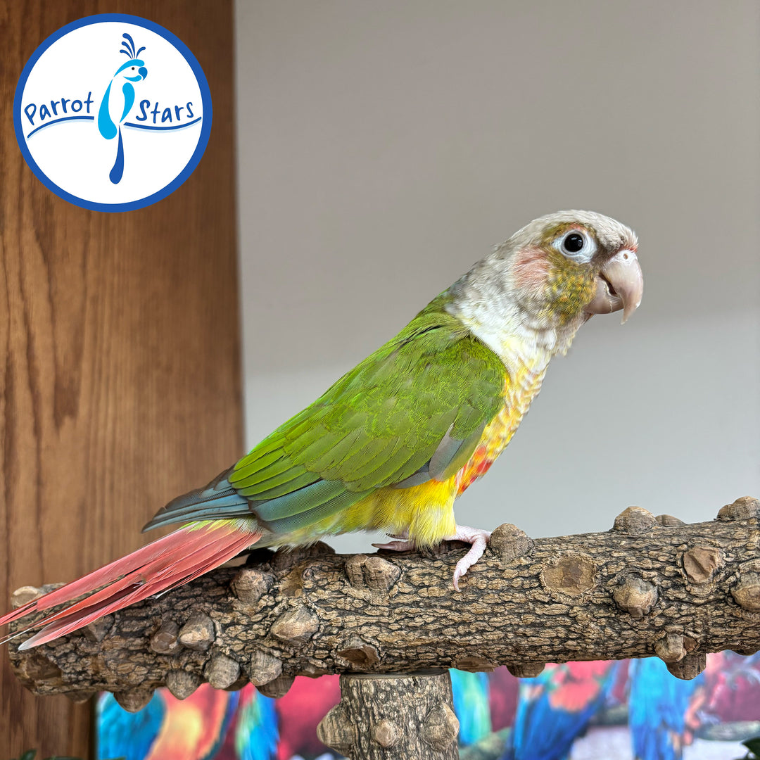 Green-Cheeked Conure - Pineapple - Female #PS5340
