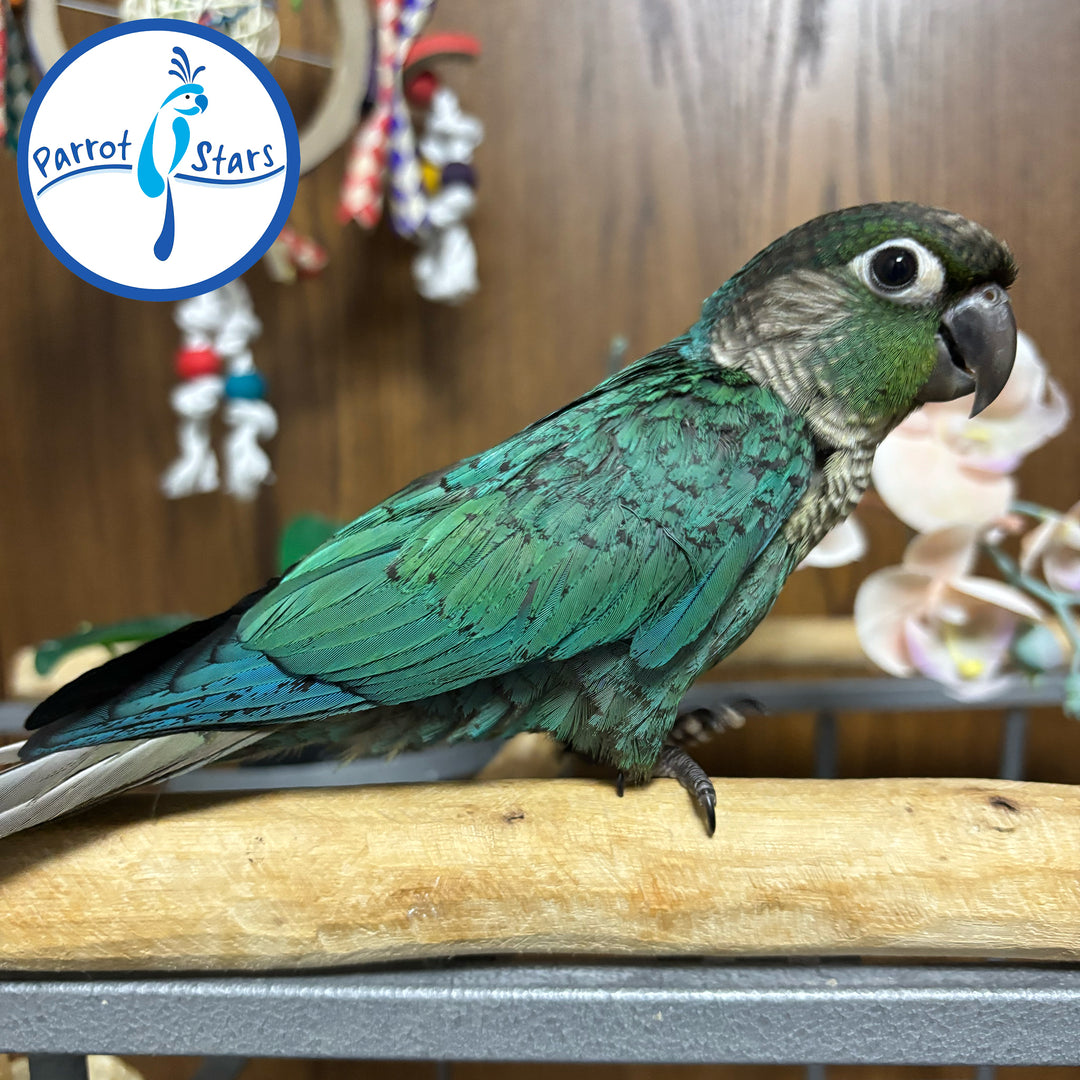 Green-Cheeked Conure - Turquoise - Male #PS5479