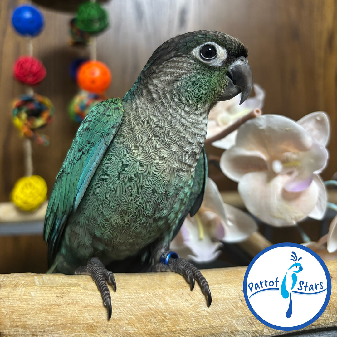 Green-Cheeked Conure - Turquoise - Male #PS5481