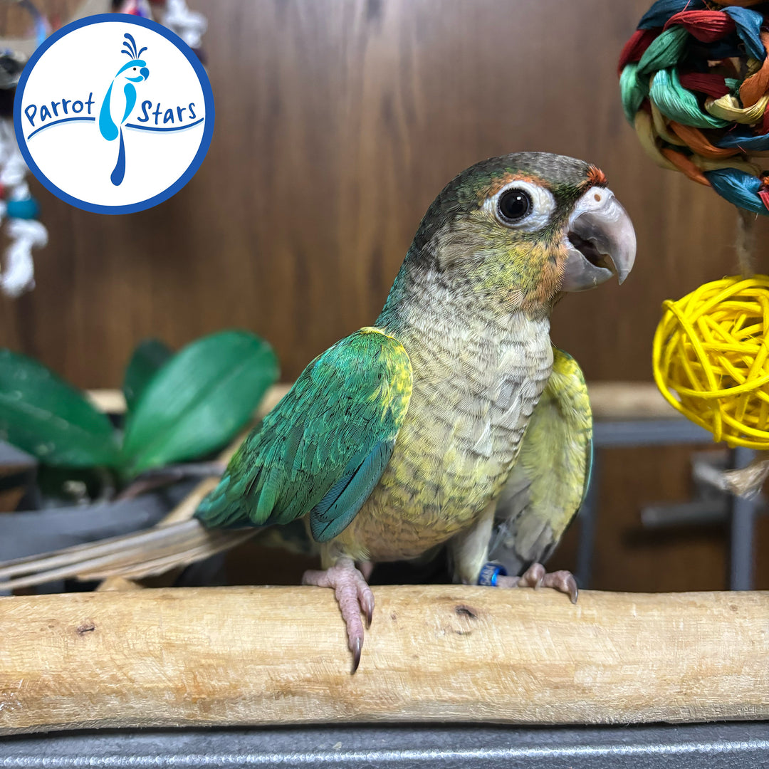 Green-Cheeked Conure - Turquoise Yellow-Sided - Male #PS5484
