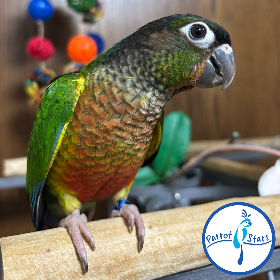 Green-Cheeked Conure - Yellow-Sided - Female #PS5486