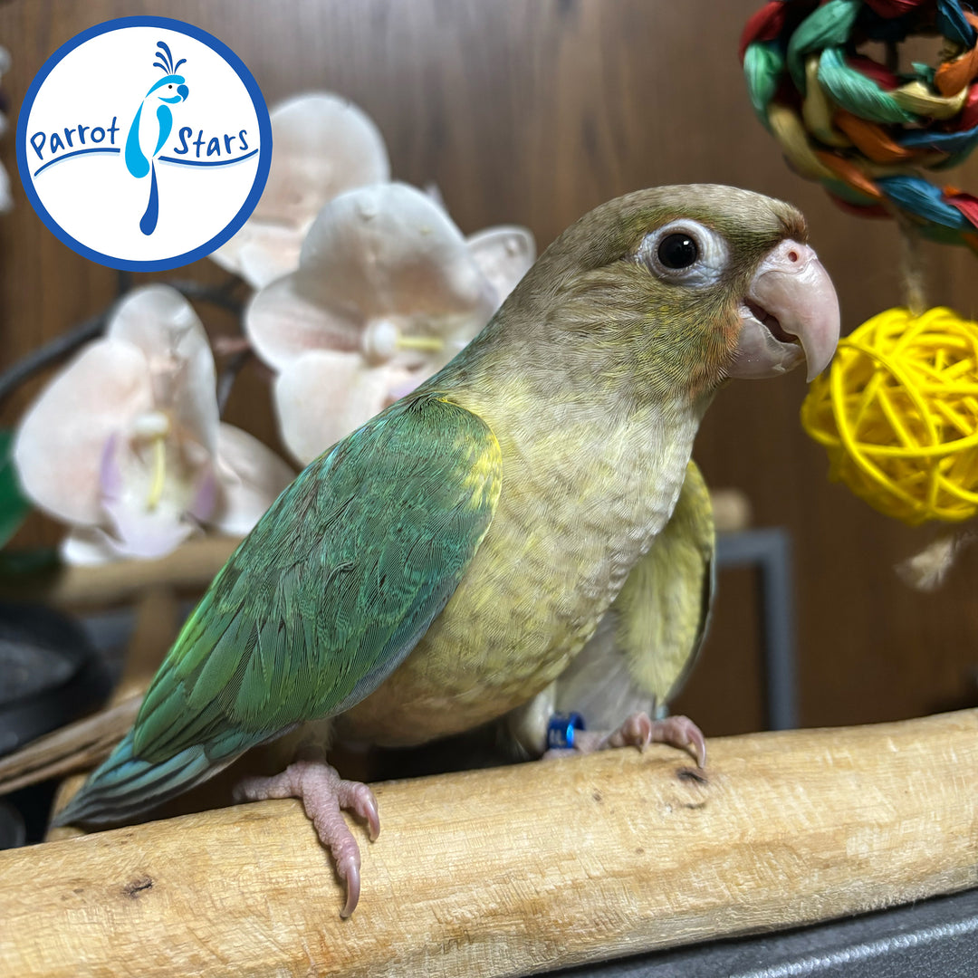 Green-Cheeked Conure - Turquoise Pineapple - Female #PS5487