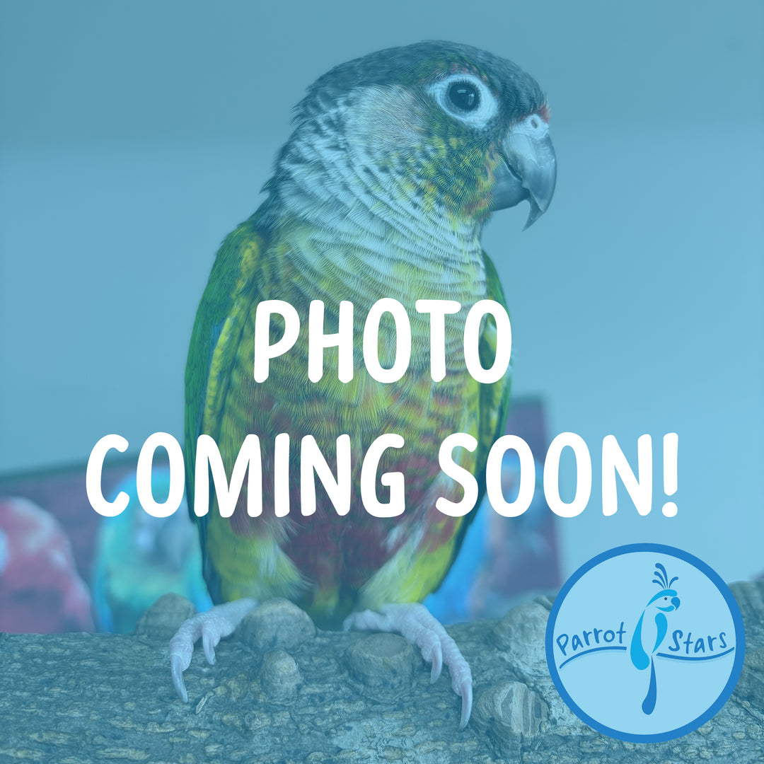 Green-Cheeked Conure - Pineapple - Female #PS4706