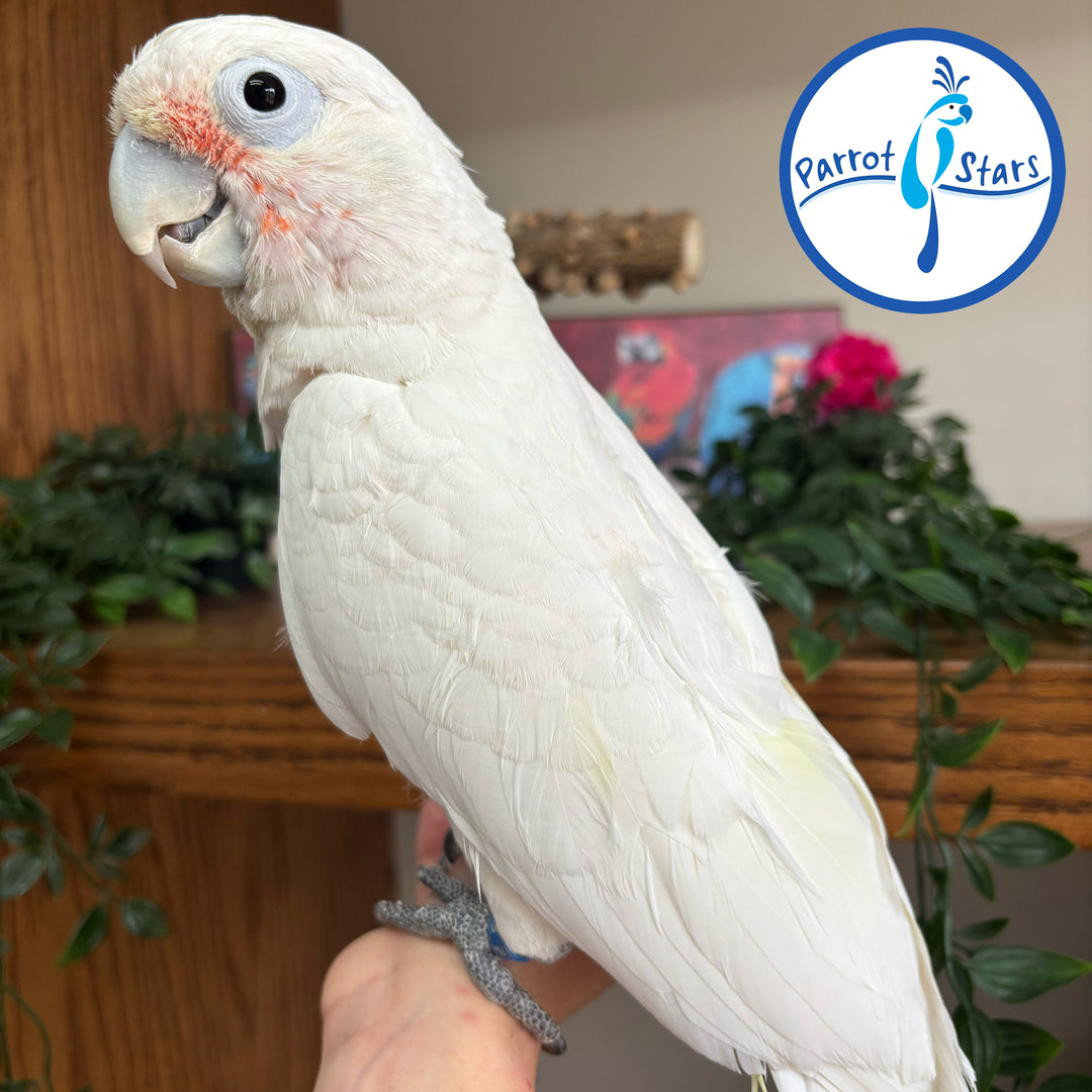 Goffin's Cockatoo - Male #PS8807