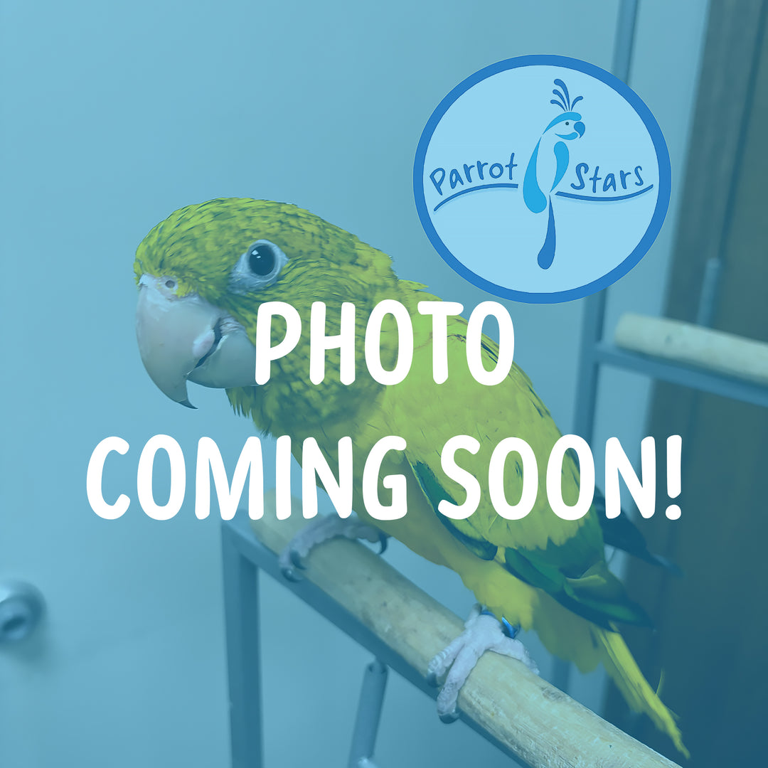 Golden Conure - Queen of Bavaria - Male #PS8727