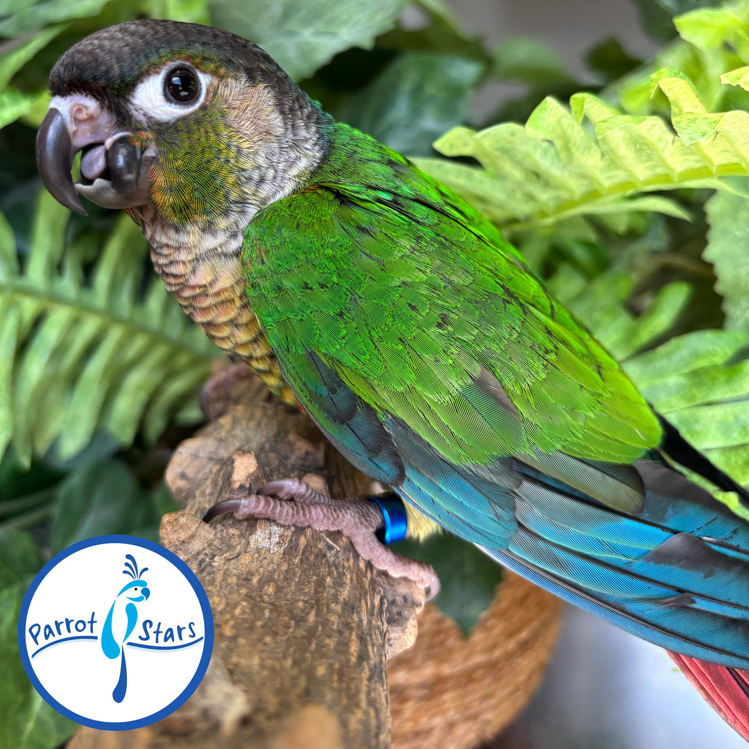 Green-Cheeked Conure - Yellow-Sided - Male #PS4576