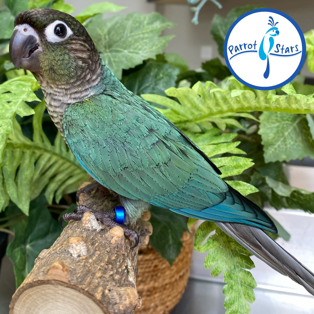 Green-Cheeked Conure - Turquoise - Male #PS4701