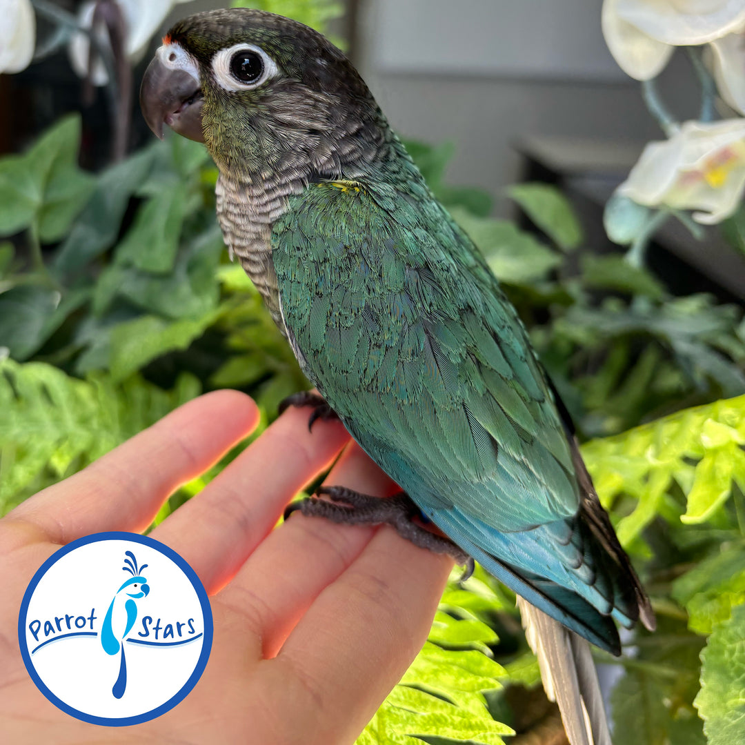 Green-Cheeked Conure - Turquoise - Male #PS4702