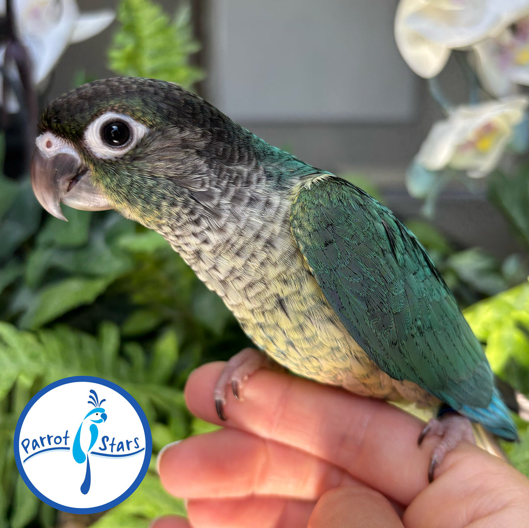 Green-Cheeked Conure - Turquoise Yellow-Sided - Female #PS4703