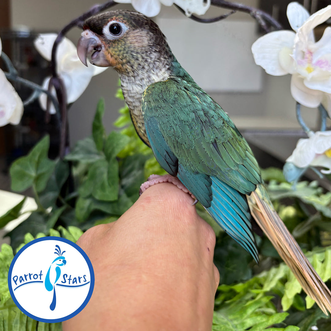 Green-Cheeked Conure - Turquoise Yellow-Sided - Female #PS4704
