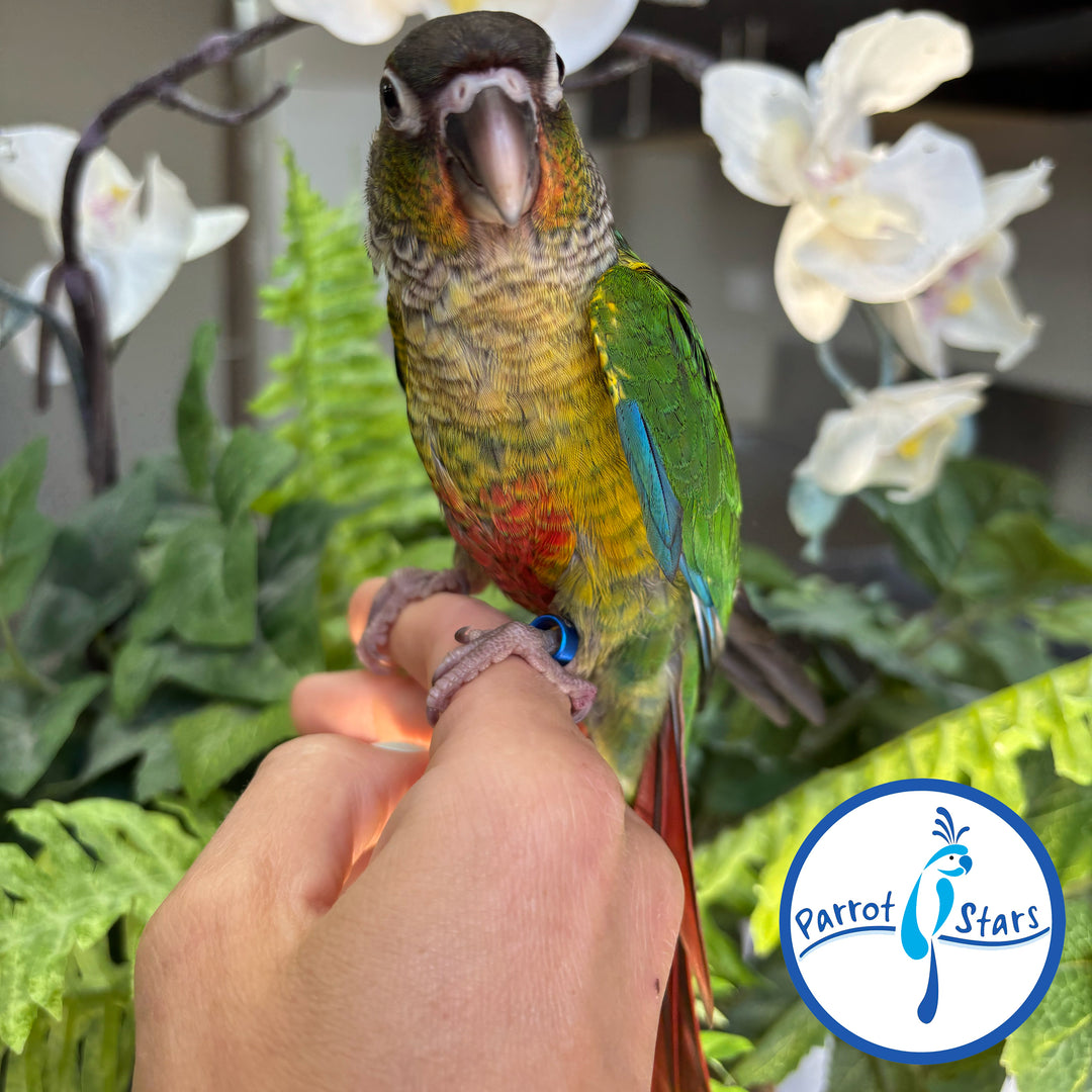 Green-Cheeked Conure - Yellow-Sided - Male #PS4705
