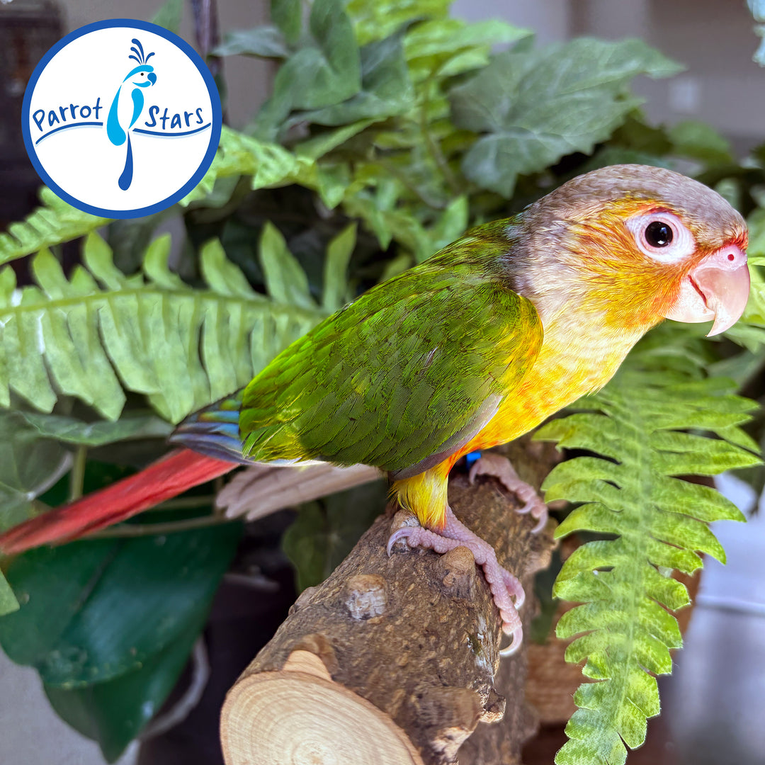 Green-Cheeked Conure - Pineapple - Female #PS4706