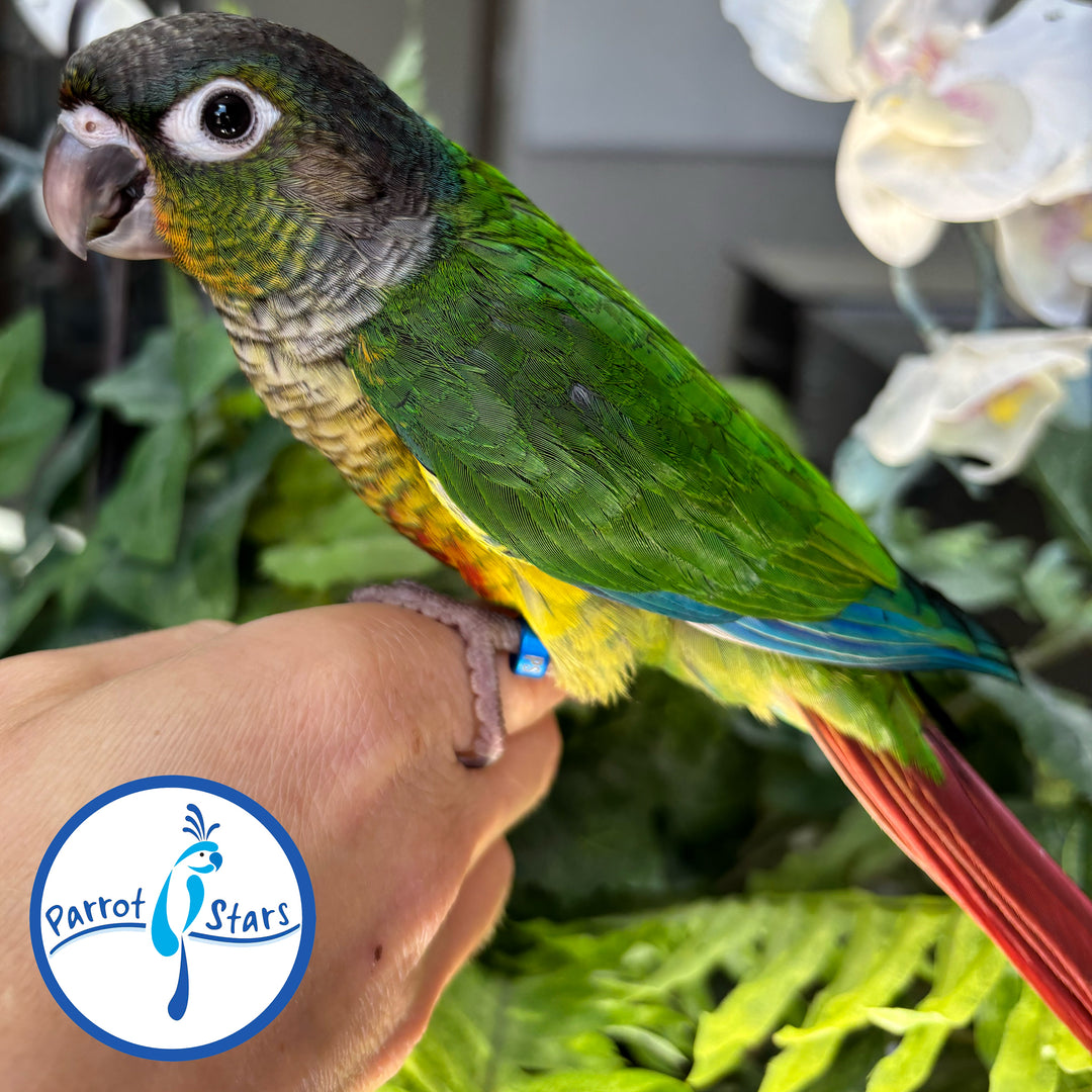 Green-Cheeked Conure - Yellow-Sided - Male #PS4707