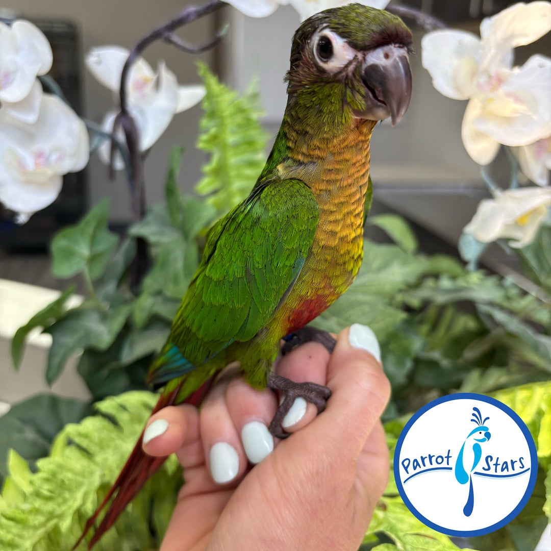 Green-Cheeked Conure - Normal - Male #PS4708