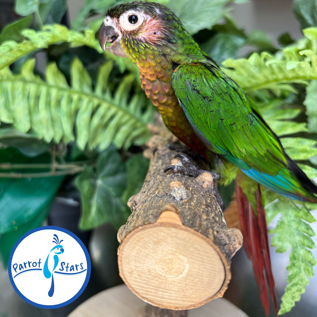 Green-Cheeked Conure - Normal - Female #PS4729