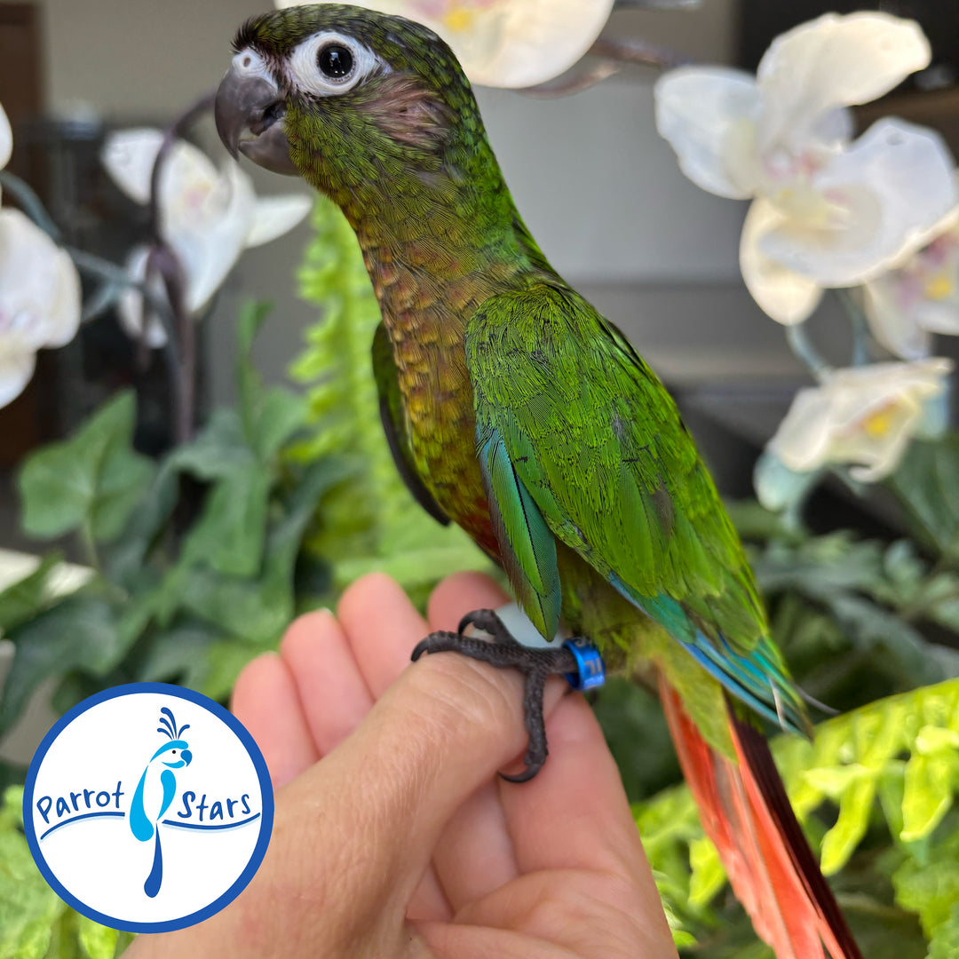 Green-Cheeked Conure - Normal - Female #PS4731