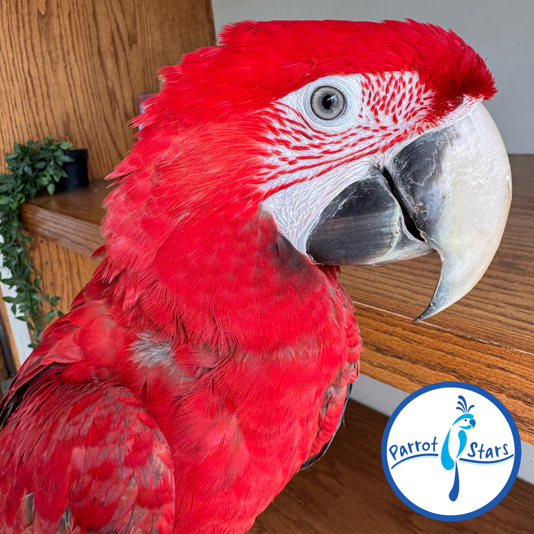 Green-Winged Macaw - Male #PS15017
