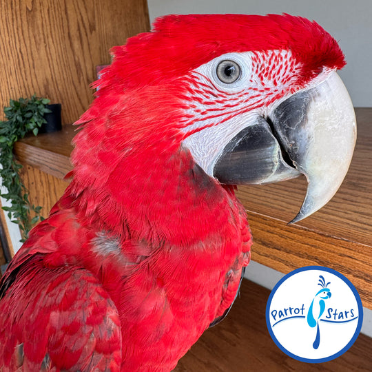 Green-Winged Macaw - Male #PS15017