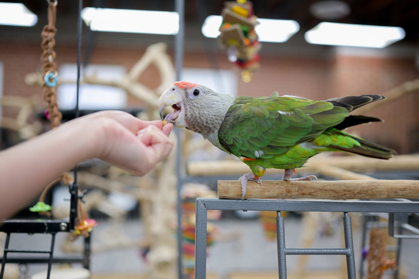 Parrot Stars | So much more than a pet shop